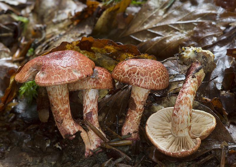 Cortinarius bolaris